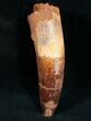 Rooted Spinosaurus Tooth #7203-1